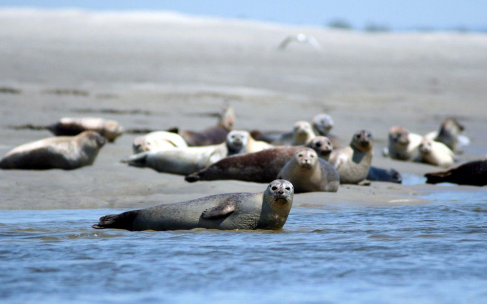 Les phoques de la baie de somme
